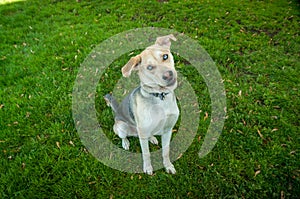 Husky Labrador Mutt Mixed Breed Dog with Blue eyes