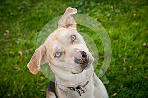 Husky Labrador Mutt Mixed Breed Dog with Blue eyes