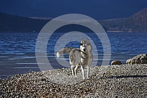 Husky on a lakeshore photo