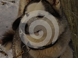 husky from lapland close-up