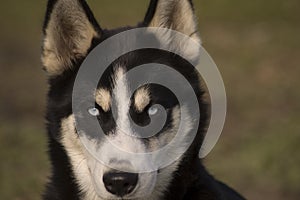 Husky laying in the grass. close up. ears erect