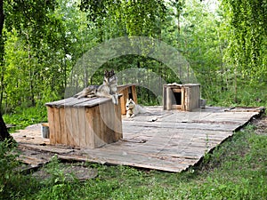 Husky lie about their booths in the nursery in the green forest