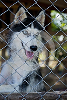 Husky locked up