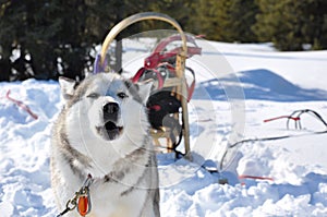 Husky