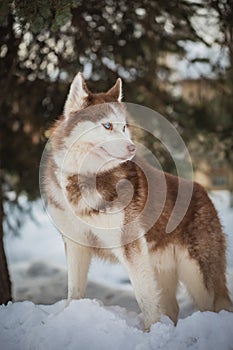 Husky looks into the distance