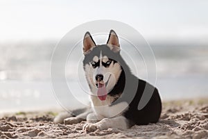 Husky lovely funny dog close up portrait on the beach