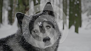 Husky lying in the snow turning away and abruptly turns