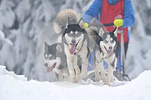 Husky and malamute dogs at the sleeding racing contest