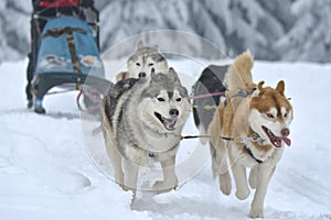 Husky and malamute dogs at the sleeding racing contest