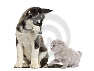 Husky malamute puppy sitting and looking at a kitten