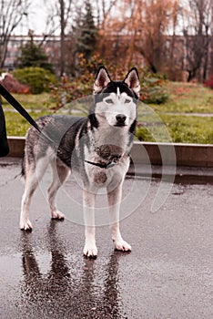 A husky male stands on the road with raised ears
