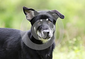 Husky mix breed dog, pet rescue adoption photography