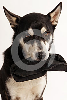 Husky Mix Dog holding his treat bag