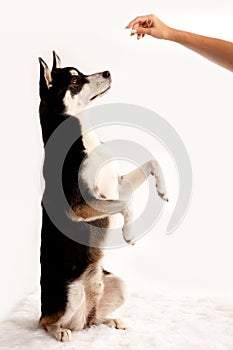 Husky Mix Dog holding his treat bag