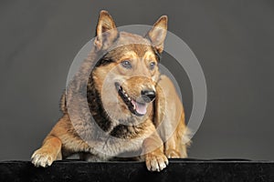 Husky mixed with a German Shepherd