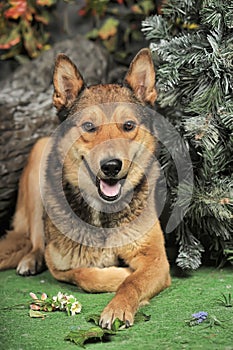 Husky mixed with a German Shepherd