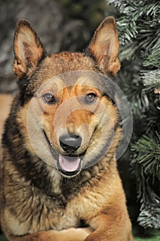 Husky mixed with a German Shepherd