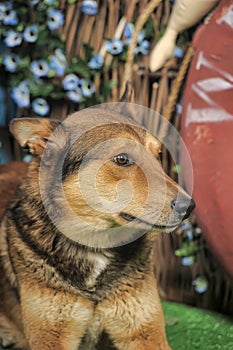 Husky mixed with a German Shepherd