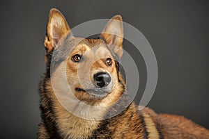 Husky mixed with a German Shepherd