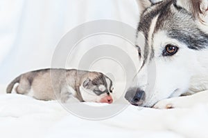 Husky mom and her puppies