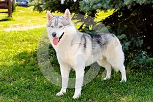 Husky near the tree.