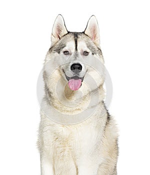 Husky panting panting mouth open looking at the camera, isolated on white