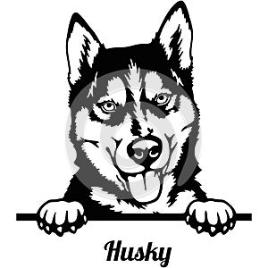 Husky Peeking Dog - head isolated on white photo