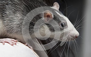 Husky Pet Rat Closeup