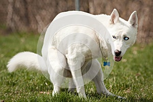 Husky with pooping in a dog park