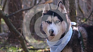 Husky portrait in backlight. A dog with blue eyes and a blue scarf. Husky in the forest in the sun. Dog muzzle close-up