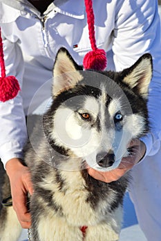 Husky portrait with bi color eyes amber and blue