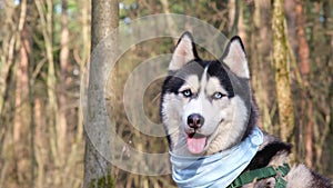 Husky portrait. A dog with blue eyes and a blue scarf. Husky in the forest. Dog muzzle close-up. The Siberian Husky