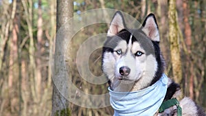 Husky portrait. A dog with blue eyes and a blue scarf. Husky in the forest. Dog muzzle close-up. The Siberian Husky