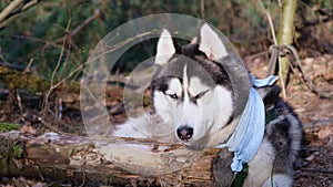 Husky portrait. A dog with blue eyes and a blue scarf. Husky in the forest. Dog muzzle close-up. The Siberian Husky