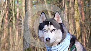 Husky portrait. A dog with blue eyes and a blue scarf. Husky in the forest. Dog muzzle close-up. The Siberian Husky