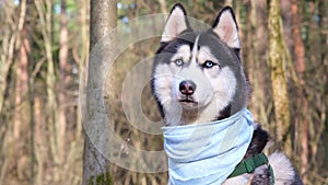 Husky portrait. A dog with blue eyes and a blue scarf. Husky in the forest. Dog muzzle close-up. The Siberian Husky