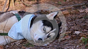 Husky portrait. A dog with blue eyes and a blue scarf. Husky in the forest lies on the ground and rests. Dog muzzle