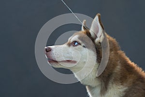 Husky profile