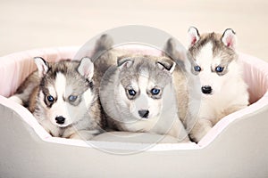 Husky puppies