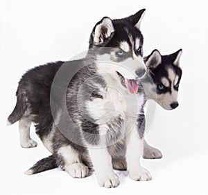 Husky puppies, beautiful blue-eyed puppies, puppies on white background
