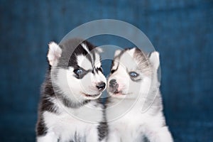 Husky puppies on a blue background