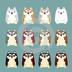 Husky puppies coloring variations