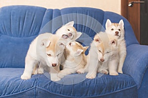 Husky puppies dabble on the couch