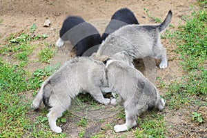 Husky puppies eat