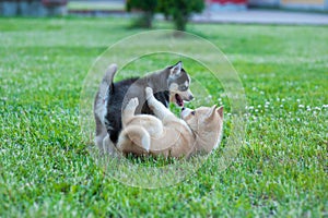 Husky puppies playing outside, black and brown puppy met. No owner yet