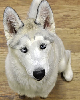 Husky puppy