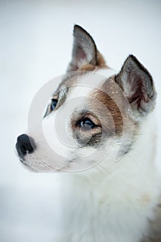 Husky puppy