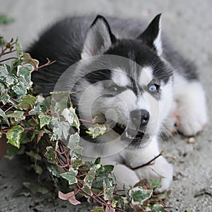 Husky puppy