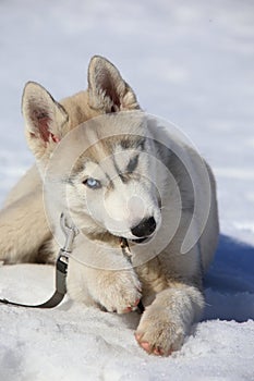 Husky puppy