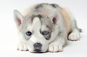 Husky puppy